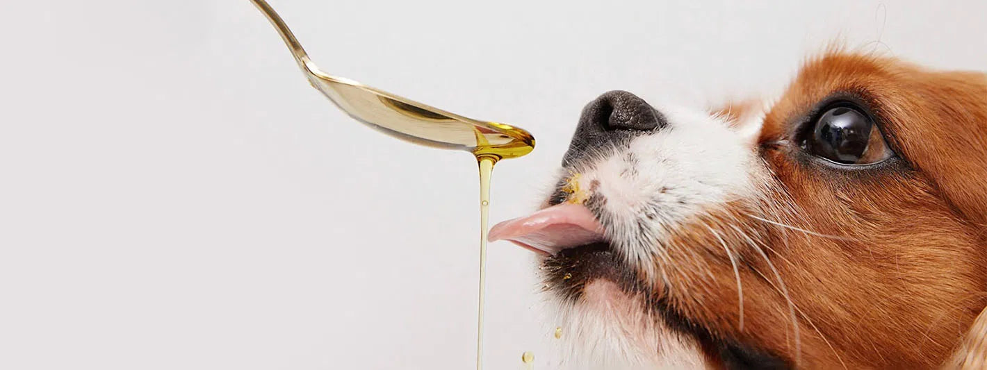 Omega-3 Riebalų Rūgštys Šunims: Nauda ir Geriausi Šaltiniai